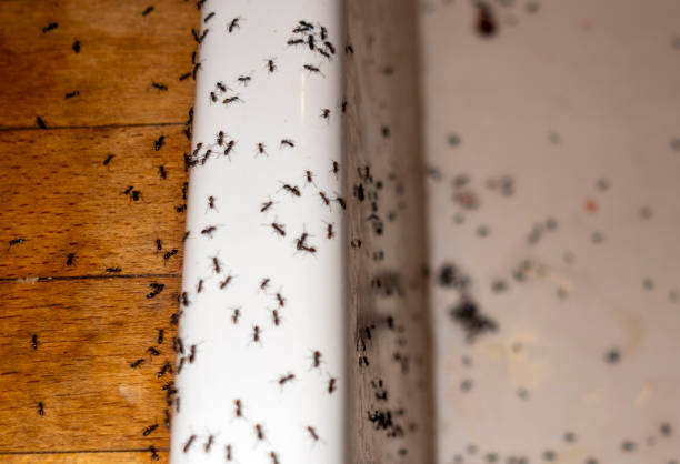 Best Wildlife Control Services  in Drumright, OK